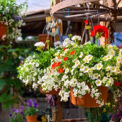 Galveston Gardens Nursery & Florists
