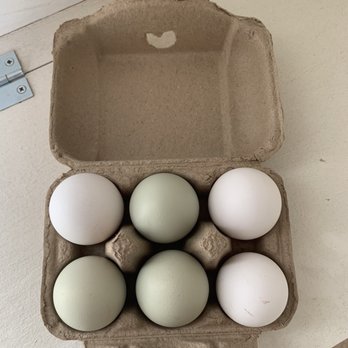 Oasis by Hoopes - my eggs were still warm! - Wineries Near Me - Napa, California Oasis by Hoopes - my eggs were still warm! - Wineries Near Me - Napa, California