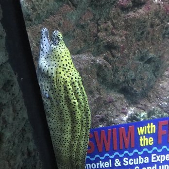 Downtown Aquarium - Museums Near Me - Denver, Colorado Downtown Aquarium - Museums Near Me - Denver, Colorado