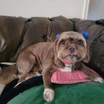 Classic Cuts Dog Grooming - Wonderful and ready for the rest of summer - Pet Groomers Near Me - Temple City, California Classic Cuts Dog Grooming - Wonderful and ready for the rest of summer - Pet Groomers Near Me - Temple City, California