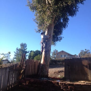 Doc's Tree Service - Climber making preps to bring her down - Tree Services Near Me