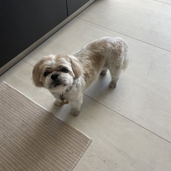 Pawsitively Primped - Pet Groomers Near Me - Lafayette, California Pawsitively Primped - Pet Groomers Near Me - Lafayette, California