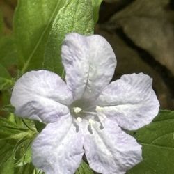 Wild petunia native host plant for the white peacock butterfly!