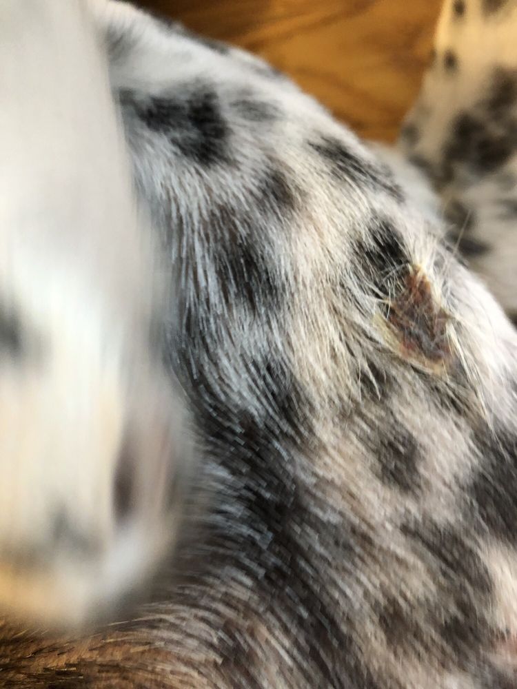 SEE SPOT GROOMING AND DAYCARE 18 Photos & 40 Reviews Pet Sitting