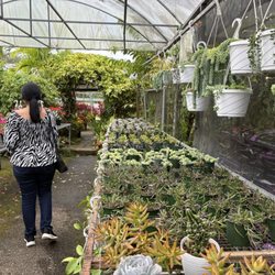 Jardin Palma Real - Variedad