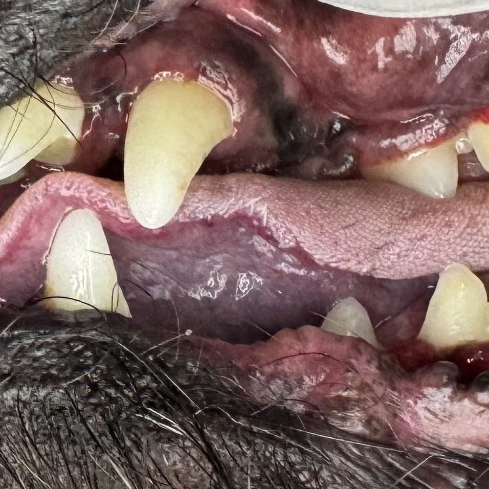 Clean teeth after photo Clean teeth after photo