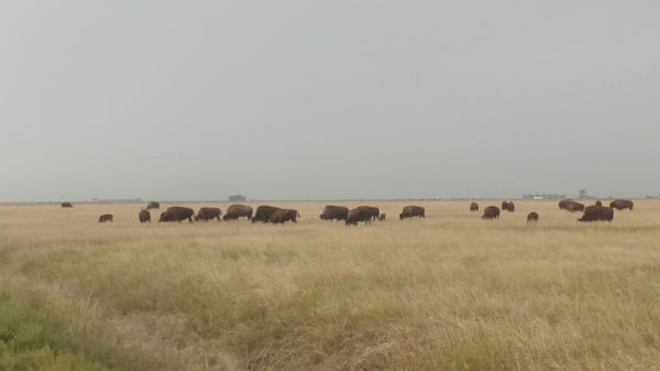 Sage Creek Campground by null