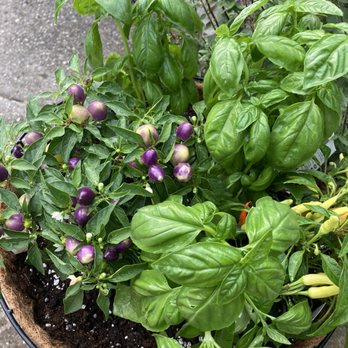 White Oak Garden Center - But my leaves were eaten within three days by Japanese beetles ...Holey Basil! - Nurseries & Gardening Near Me - Cincinnati, Ohio White Oak Garden Center - But my leaves were eaten within three days by Japanese beetles ...Holey Basil! - Nurseries & Gardening Near Me - Cincinnati, Ohio