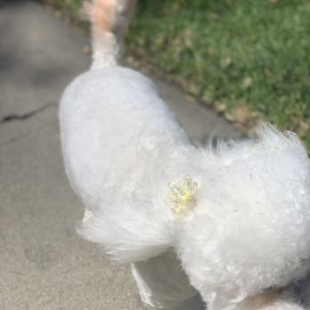 Paws At Main - So bright, soft and clean! - Pet Groomers Near Me - Corona, California Paws At Main - So bright, soft and clean! - Pet Groomers Near Me - Corona, California