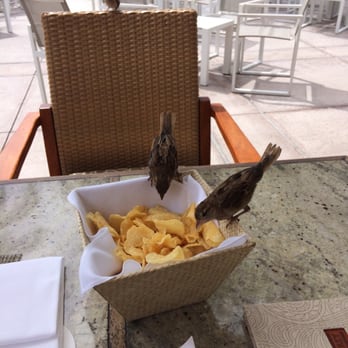 House Without A Key - Birds helping themselves. - Seafood Near Me - Honolulu, Hawaii