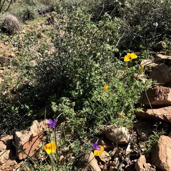Sunrise Trailhead - The wild flowers - Hiking Near Me - Scottsdale, Arizona