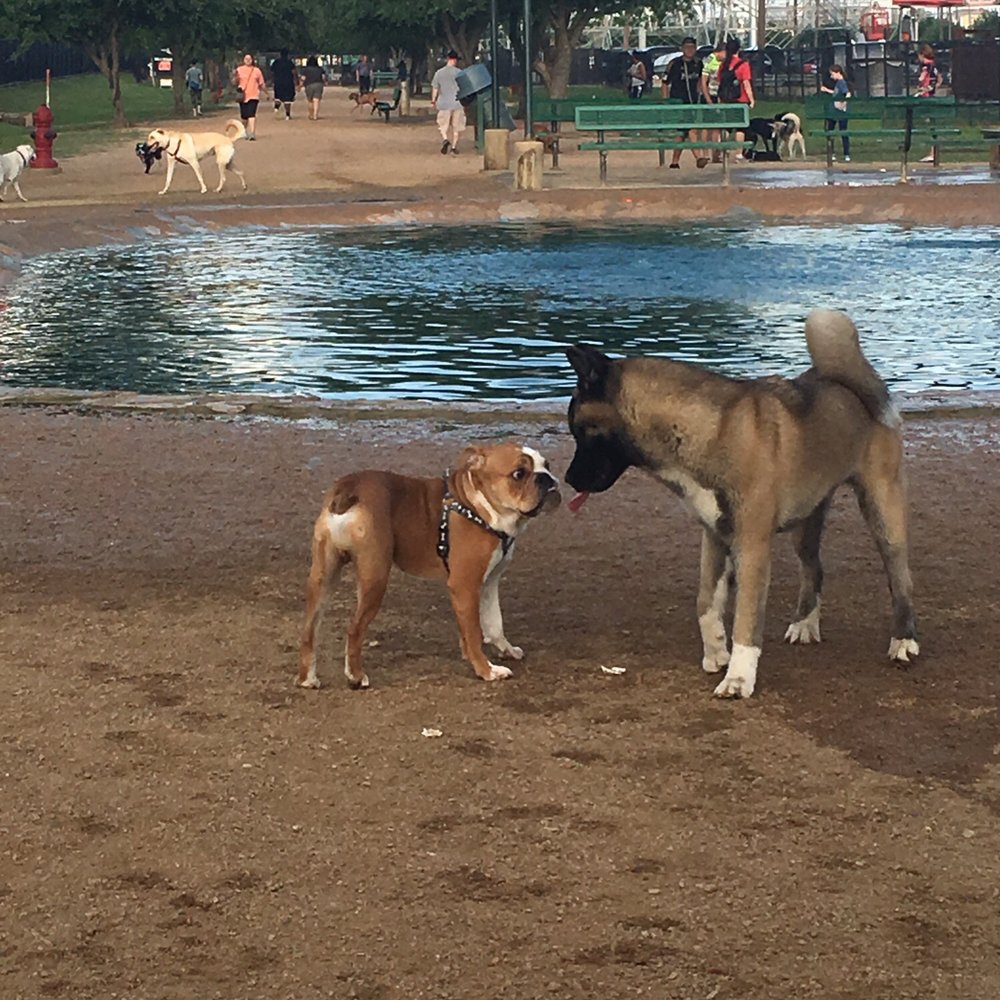 Danny Jackson Dog Park - Checking each other out - Dog Parks Near Me - Houston, Texas