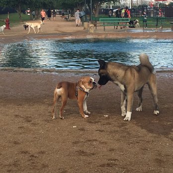 Danny Jackson Dog Park - Checking each other out - Dog Parks Near Me - Houston, Texas
