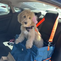 Azula's first groom!