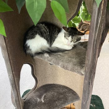 Cat Cafe Rescue - Awwww - Pet Adoption Near Me - Chino Hills, California Cat Cafe Rescue - Awwww - Pet Adoption Near Me - Chino Hills, California