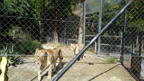 Adelaide Zoo by null