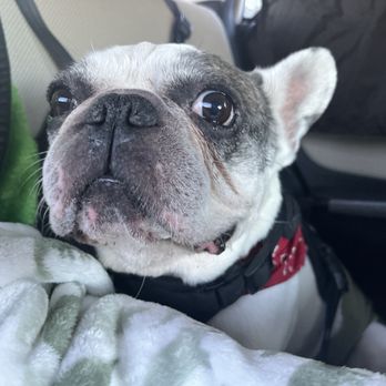 ACCESS Pasadena - Emergency Pet Hospital Near Me - Pasadena, California