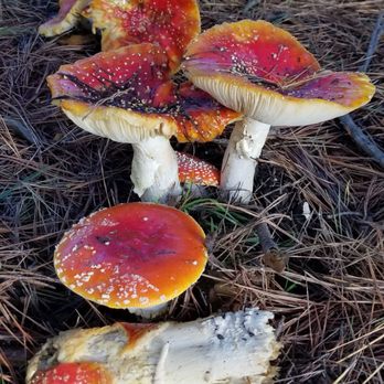 Pillar Point Bluff - Beaches Near Me - Moss Beach, California