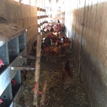 Yonder Way Farm - Beautiful chickens - Attraction Farms Near Me - Fayetteville, Texas Yonder Way Farm - Beautiful chickens - Attraction Farms Near Me - Fayetteville, Texas