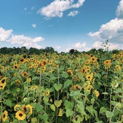 Burwinkel Farms - Sunflower fields