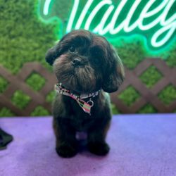 The Valley Mobile Grooming