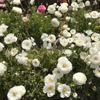The Flower Fields - Venues & Event Spaces Near Me - Carlsbad, California The Flower Fields - Venues & Event Spaces Near Me - Carlsbad, California