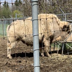 Saskatoon Forestry Farm Park & Zoo