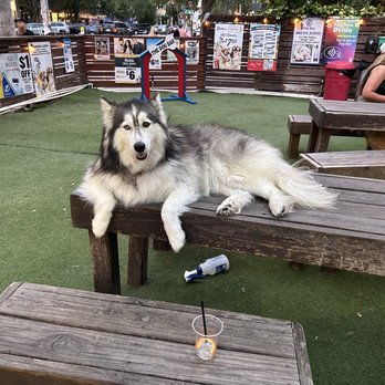 The Dog Bar - Pretty poser - Sports Bars Near Me - St. Petersburg, Florida The Dog Bar - Pretty poser - Sports Bars Near Me - St. Petersburg, Florida