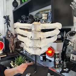 Odd Frank - The cow vertebrae we took home with us