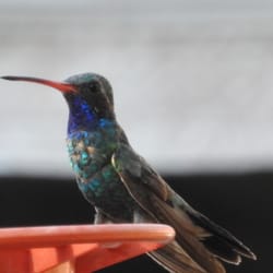 Battiste's Bed, Breakfast and Birds - Broad-billed Hummingbird