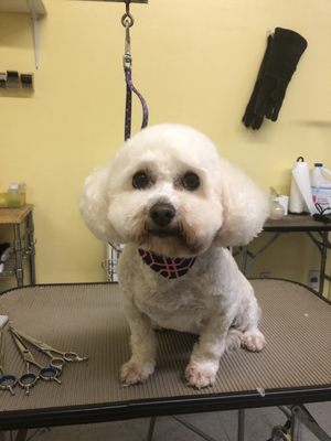Beach Dog Grooming 1601 W Redondo Beach Blvd Gardena Ca Pet Grooming Mapquest