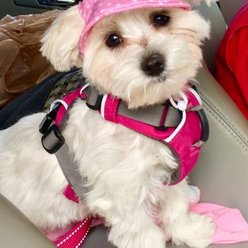 Maia's Mini Supremes - Summer hat day, staying cool! - Pet Breeders Near Me Maia's Mini Supremes - Summer hat day, staying cool! - Pet Breeders Near Me