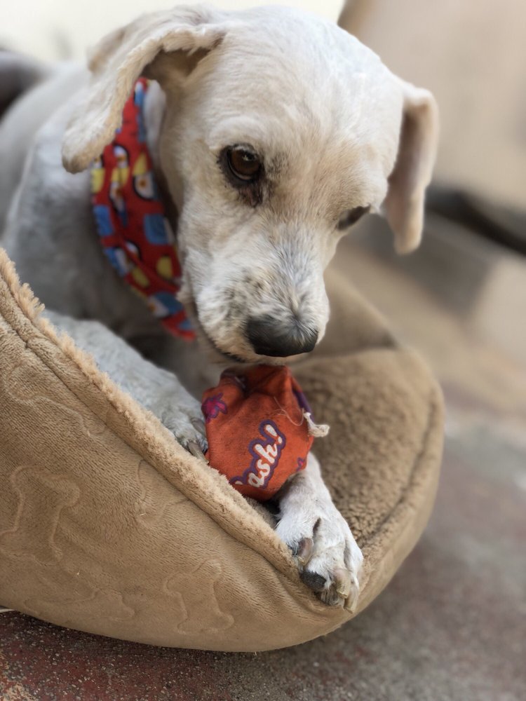 transfurmations mobile pet spa