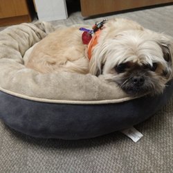 Sew Fabulous - Sadie the Shop Dog. Our famous greeter!