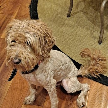 Bark Avenue - I prepaid $160 for a haircut, bath, and nail trimming. They only cut half of his hair and refuse to give me a refund. - Pet Stores Near Me - El Dorado Hills, California Bark Avenue - I prepaid $160 for a haircut, bath, and nail trimming. They only cut half of his hair and refuse to give me a refund. - Pet Stores Near Me - El Dorado Hills, California