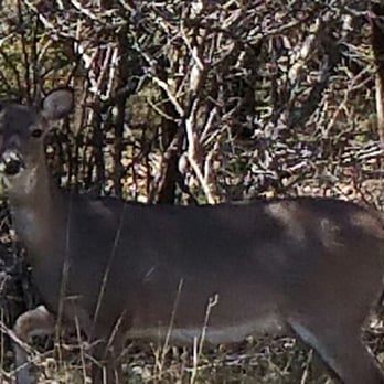 OP Schnabel Park - Never know who you're gonna see!! - Parks Near Me - San Antonio, Texas OP Schnabel Park - Never know who you're gonna see!! - Parks Near Me - San Antonio, Texas