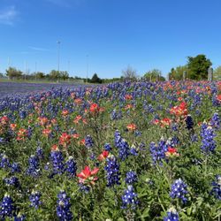 East Metropolitan Park - Bluebonnets and Indian Paintbrush in bloom.