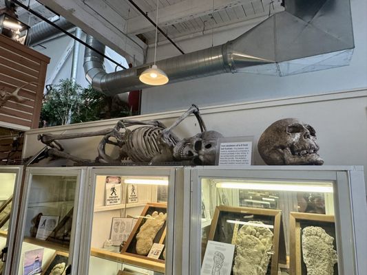 International Cryptozoology Museum by null