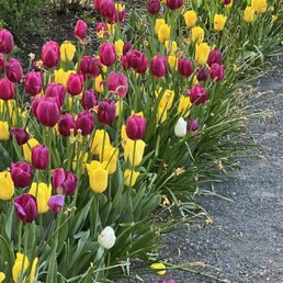 Tulips in April Tulips in April