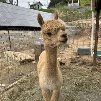 A Simpler Time Alpaca Farm And Mill - Knitting Supplies Near Me - El Cajon, California A Simpler Time Alpaca Farm And Mill - Knitting Supplies Near Me - El Cajon, California