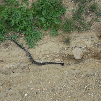Solstice Canyon - Rattle snake hiking along the trail - Parks Near Me - Malibu, California