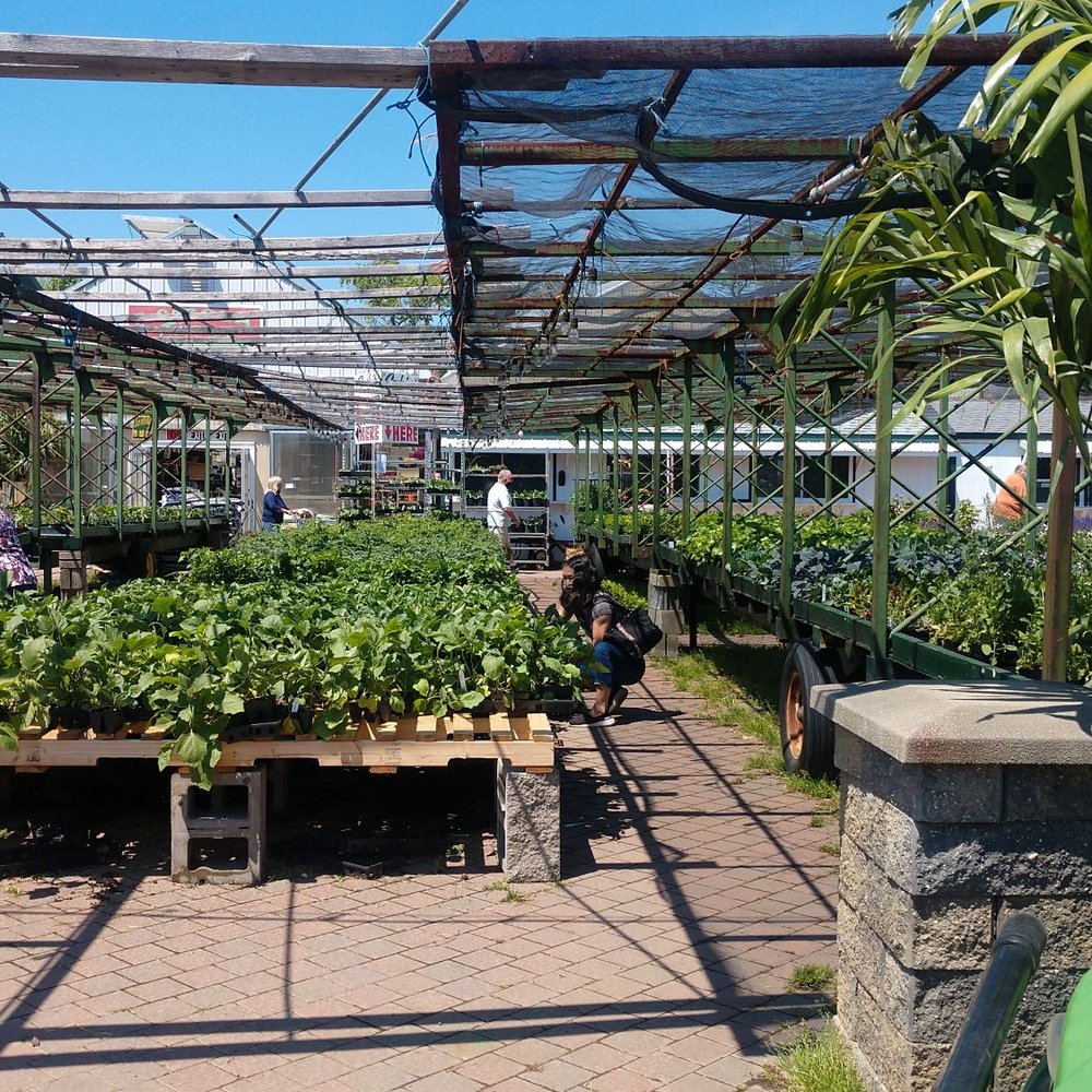 A. Casola Farms - a row of plants - Farmers Market Near Me - Holmdel, New Jersey A. Casola Farms - a row of plants - Farmers Market Near Me - Holmdel, New Jersey