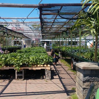 A. Casola Farms - a row of plants - Farmers Market Near Me - Holmdel, New Jersey