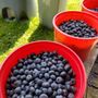 Burdick Blueberries