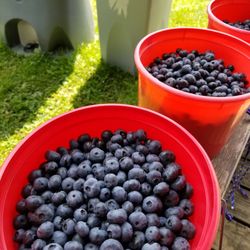 Burdick Blueberries - Beautiful ripe, sweet berries. So many more left to pick!