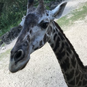 Brevard Zoo - Zoos Near Me - Melbourne, Florida