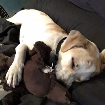 Little Wolf Rescue - She slept with this duck all the time after she chewed on it. - Pet Adoption Near Me
