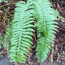 Upper San Leandro Reservoir - Vibrant ferns