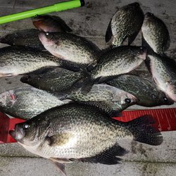 Shiner Shack - Monster crappie.