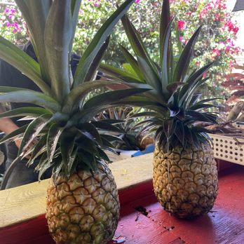 Koloa Fruit Stand - White sugarloaf pineapples! - Fruits & Veggies Near Me - Koloa, Hawaii